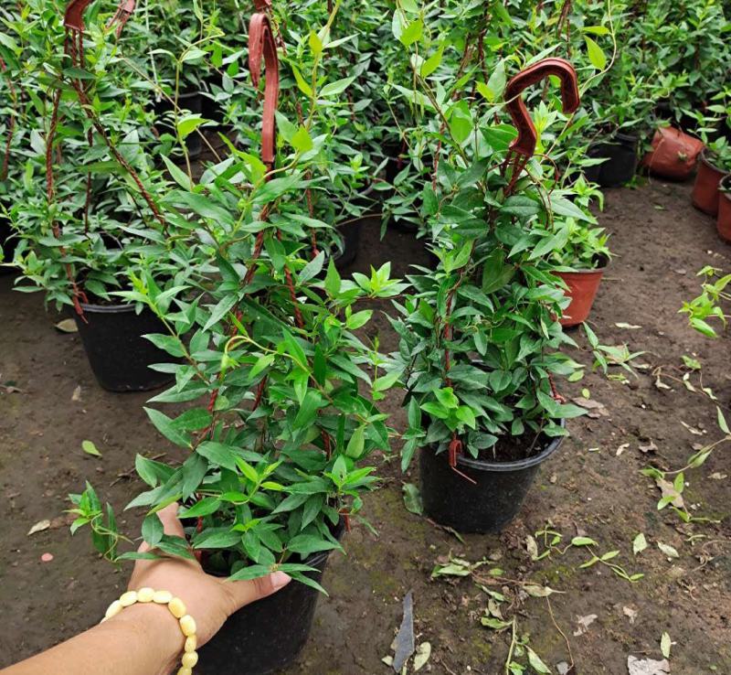 耐寒法国香水茉莉花阳台庭院盆栽冬季开花四季常青爬藤攀援