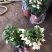 龙吐珠花盆栽花卉观赏植物客厅室内花四家开花吸甲醛