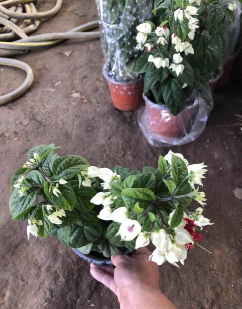龙吐珠花盆栽花卉观赏植物客厅室内花四家开花吸甲醛