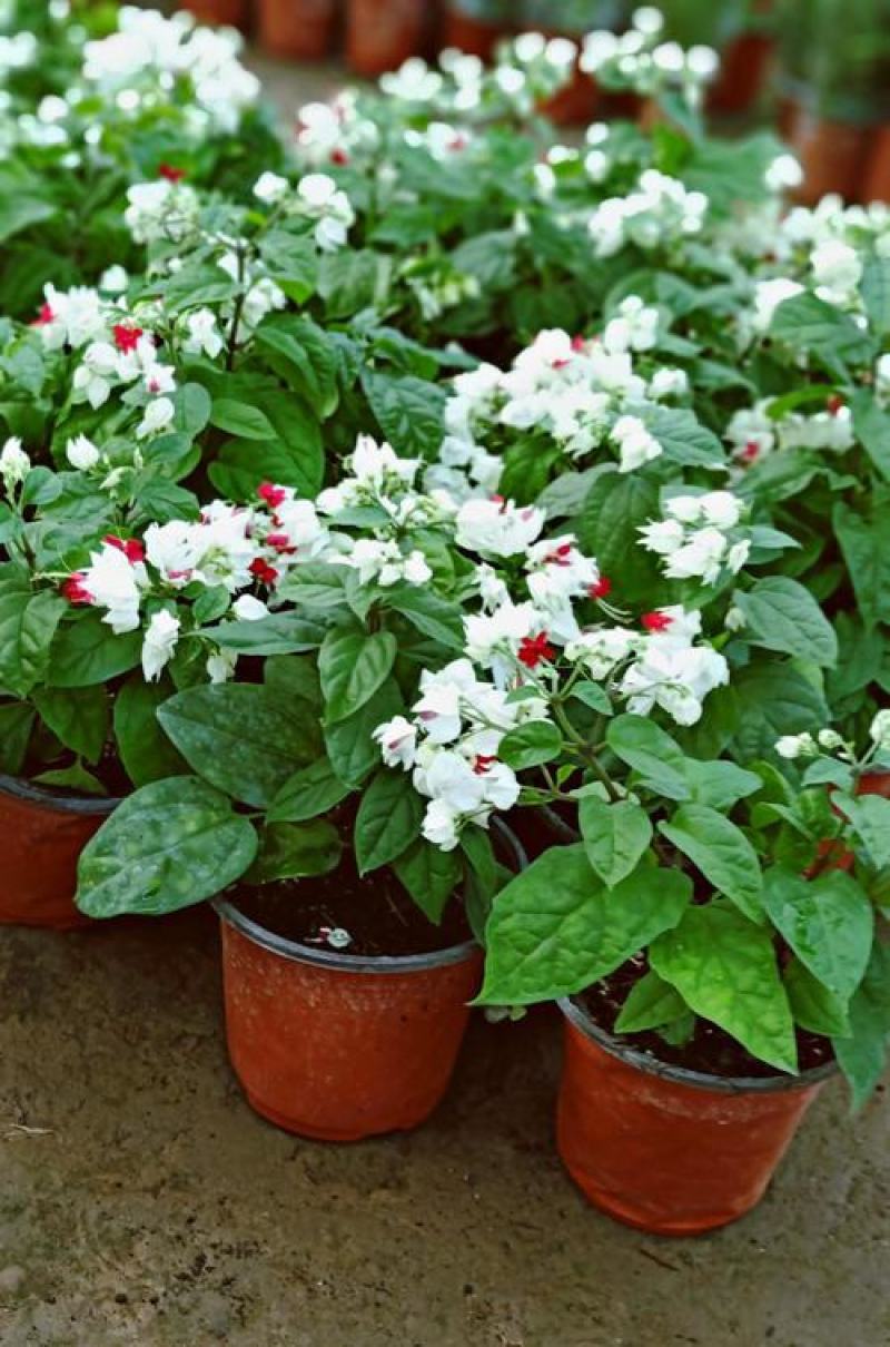 龙吐珠花盆栽花卉观赏植物客厅室内花四家开花吸甲醛