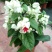 龙吐珠花盆栽花卉观赏植物客厅室内花四家开花吸甲醛