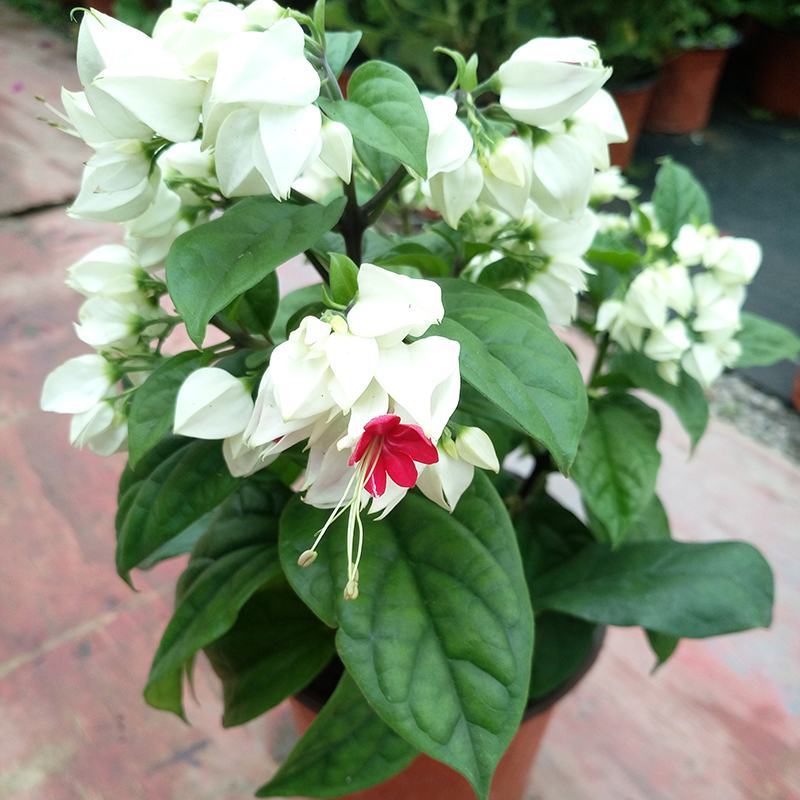 龙吐珠花盆栽花卉观赏植物客厅室内花四家开花吸甲醛