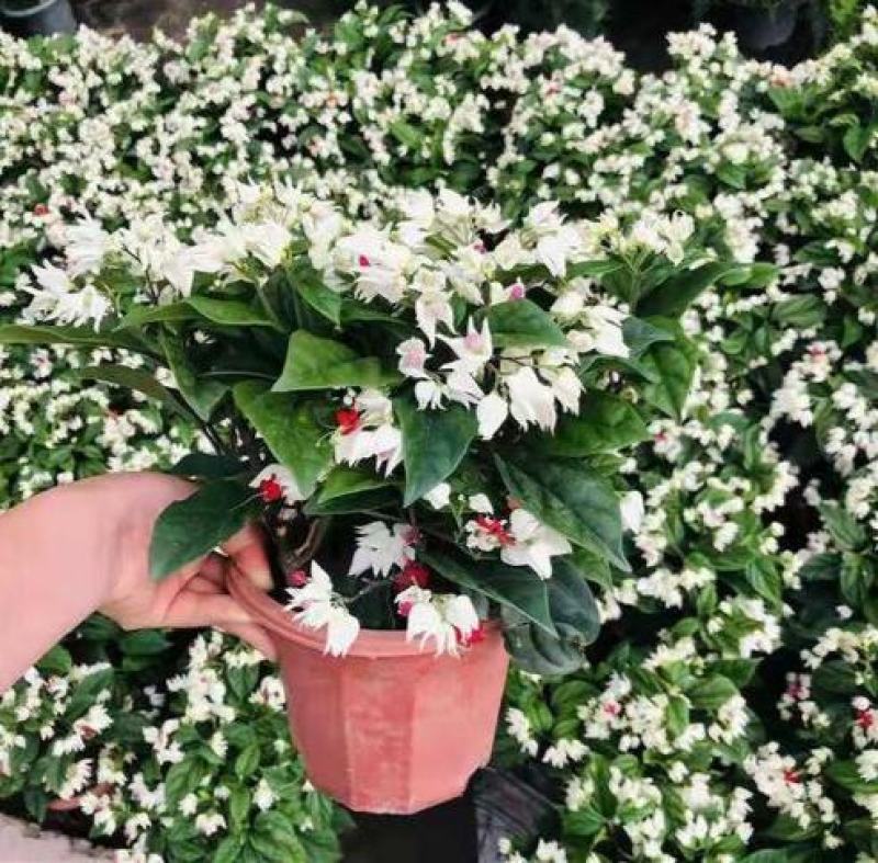 龙吐珠花盆栽花卉观赏植物客厅室内花四家开花吸甲醛