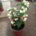 龙吐珠花盆栽花卉观赏植物客厅室内花四家开花吸甲醛