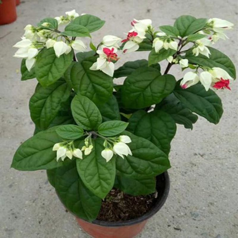 龙吐珠花盆栽花卉观赏植物客厅室内花四家开花吸甲醛