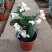 龙吐珠花盆栽花卉观赏植物客厅室内花四家开花吸甲醛
