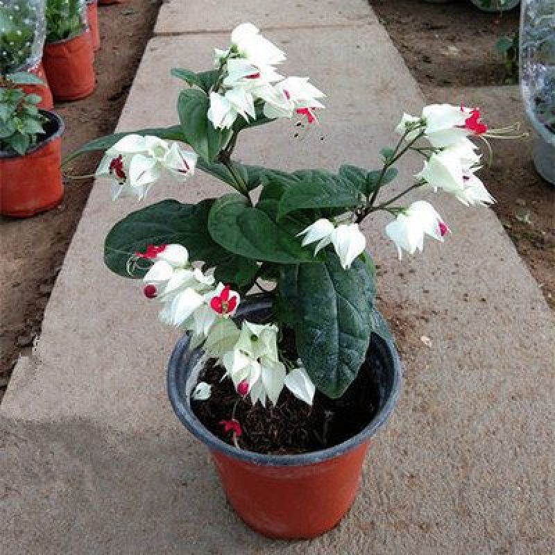 龙吐珠花盆栽花卉观赏植物客厅室内花四家开花吸甲醛