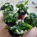 龙吐珠花盆栽花卉观赏植物客厅室内花四家开花吸甲醛