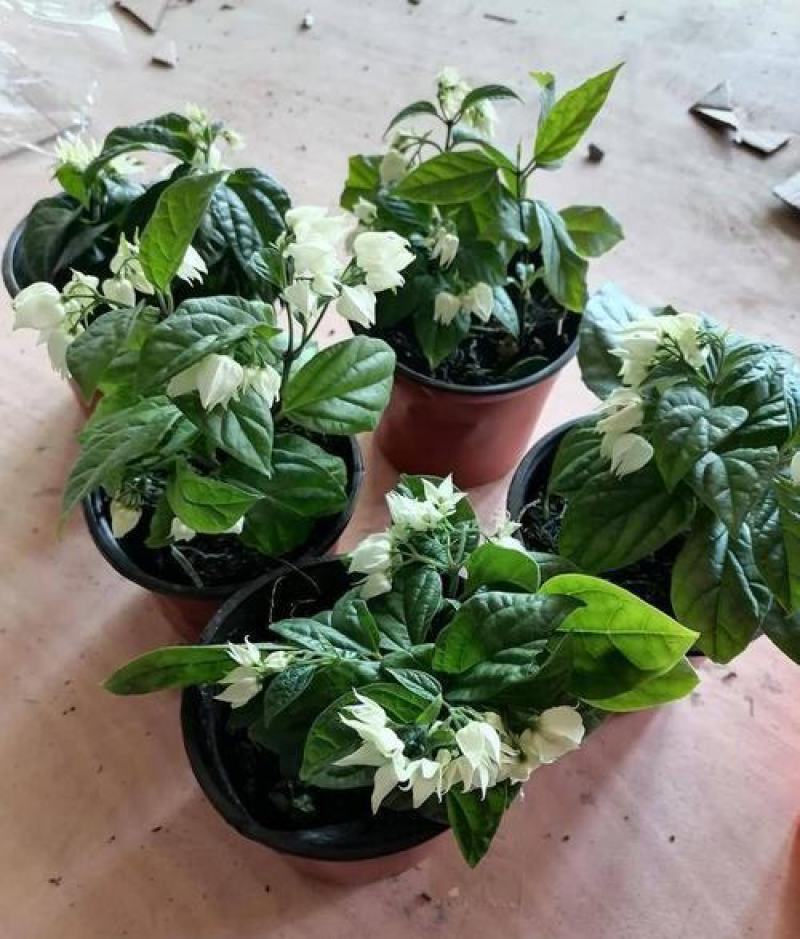 龙吐珠花盆栽花卉观赏植物客厅室内花四家开花吸甲醛