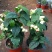 龙吐珠花盆栽花卉观赏植物客厅室内花四家开花吸甲醛