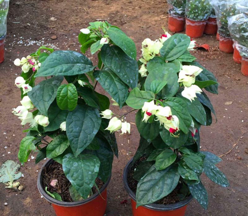 龙吐珠花盆栽花卉观赏植物客厅室内花四家开花吸甲醛