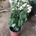 龙吐珠花盆栽花卉观赏植物客厅室内花四家开花吸甲醛