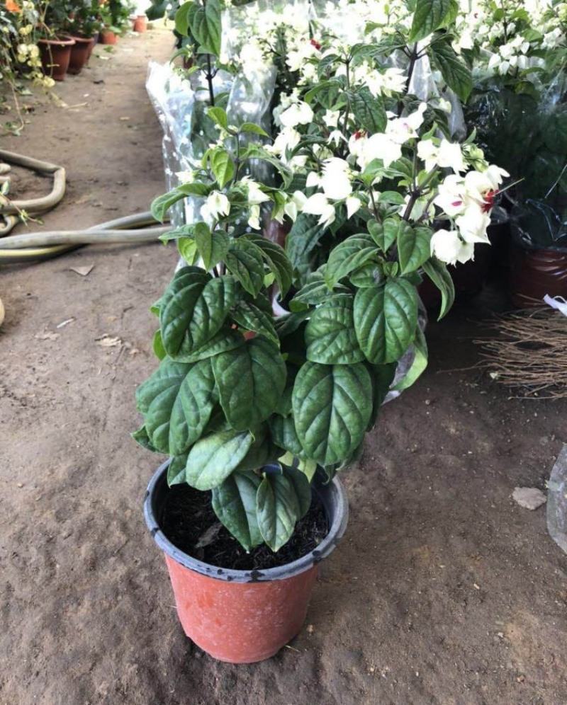 龙吐珠花盆栽花卉观赏植物客厅室内花四家开花吸甲醛