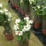 龙吐珠花盆栽花卉观赏植物客厅室内花四家开花吸甲醛