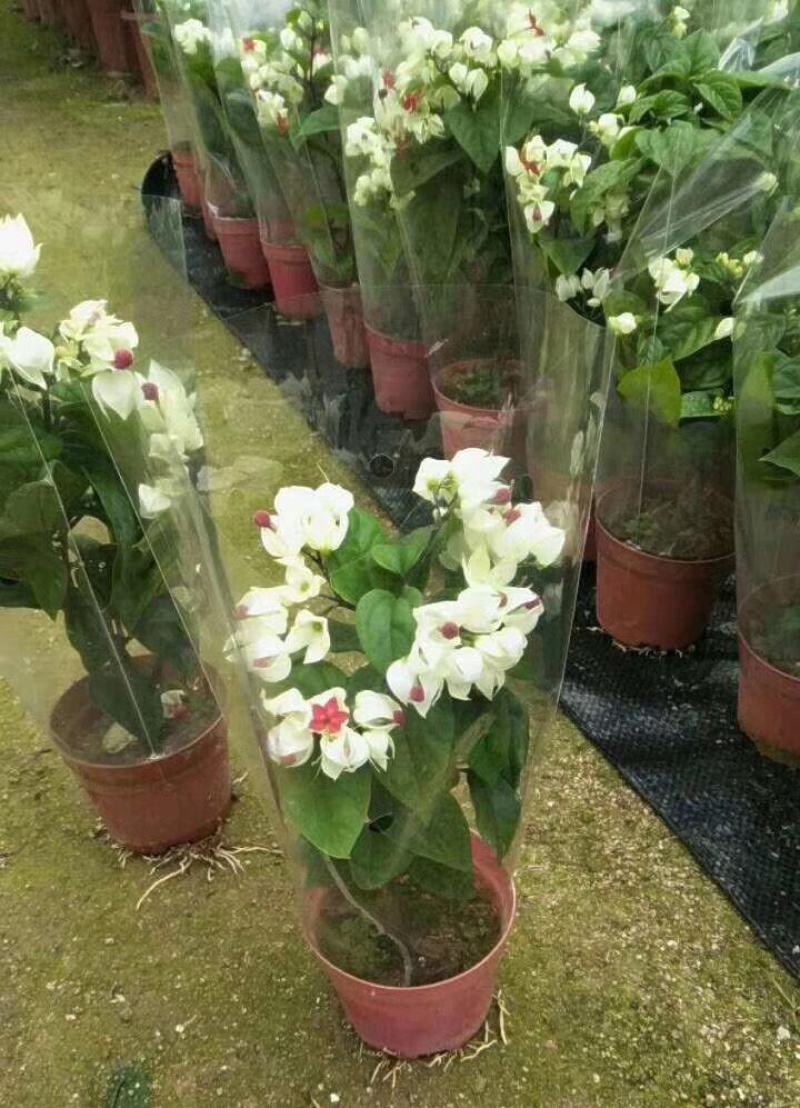 龙吐珠花盆栽花卉观赏植物客厅室内花四家开花吸甲醛