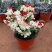 龙吐珠花盆栽花卉观赏植物客厅室内花四家开花吸甲醛