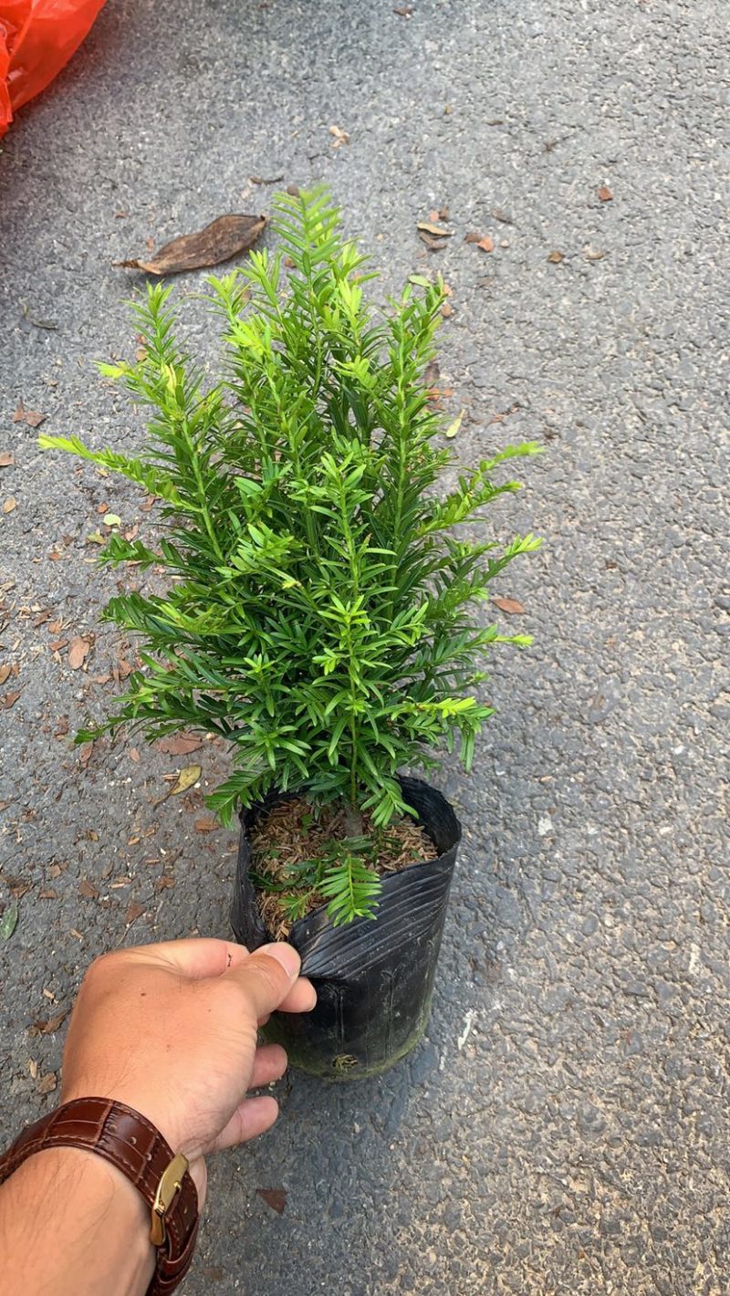 精品红豆杉盆景室内设计阳台庭院均可