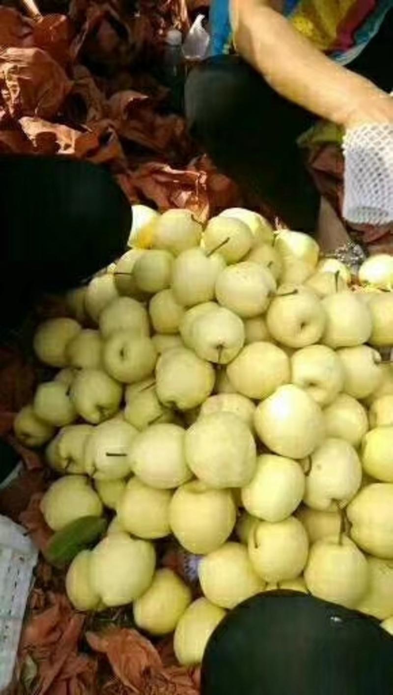 陕西咸阳乾县砀山纸袋酥梨，个大，果面细腻，特甜，要的速度