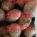 山东优质毛芋头种植基地新芋头大量上市，可供超市，市场电商
