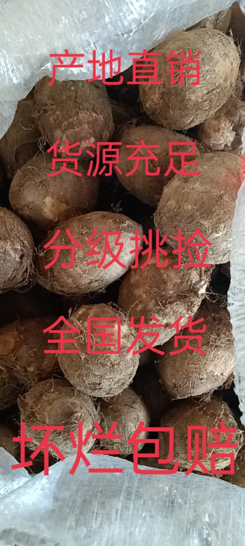 山东优质毛芋头种植基地新芋头大量上市，可供超市，市场电商