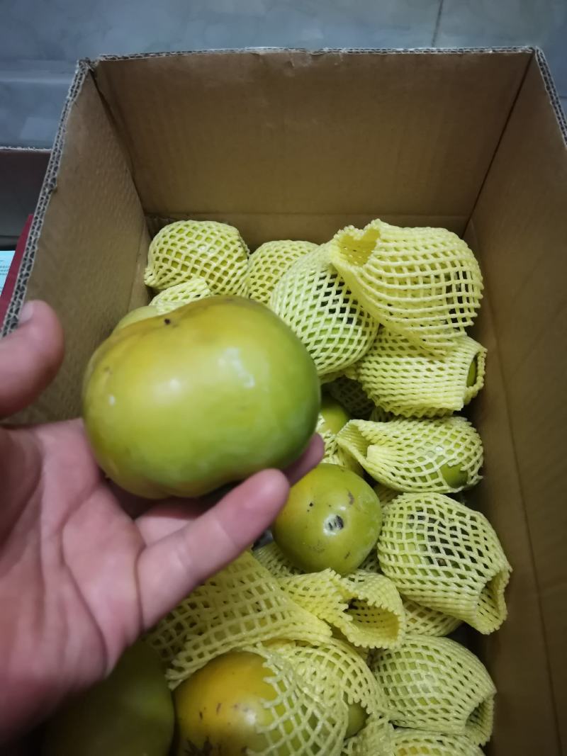 太秋甜柿苗，包正宗假一赔十甜柿子苗，提供免费种植技术，