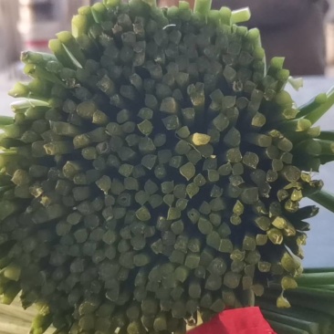 库存韭苔