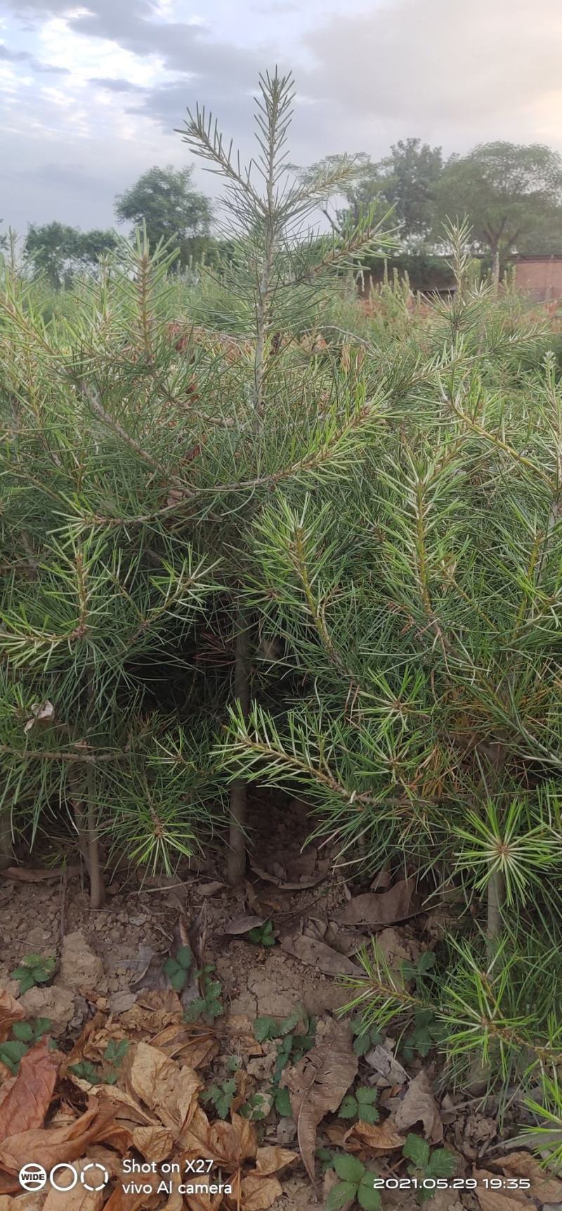 优质白皮松苗，各种规格质量保证，自家苗圃发货，现挖现发