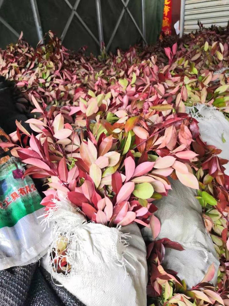 精选红叶石楠一年苗，红叶石楠树球，各种规格，质量保证