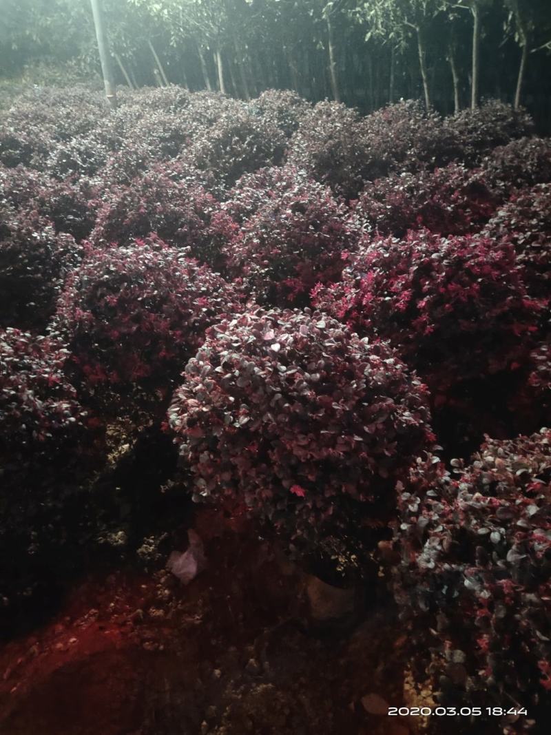 精选红叶石楠一年苗，红叶石楠树球，各种规格，质量保证