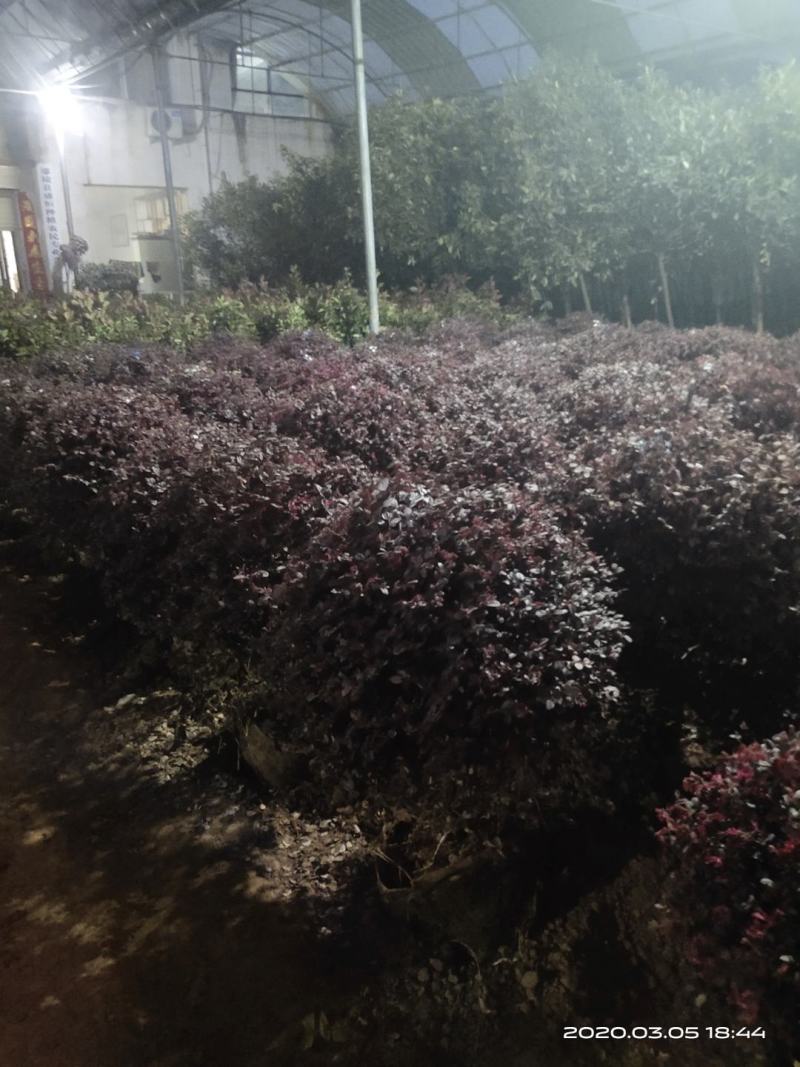 精选红叶石楠一年苗，红叶石楠树球，各种规格，质量保证
