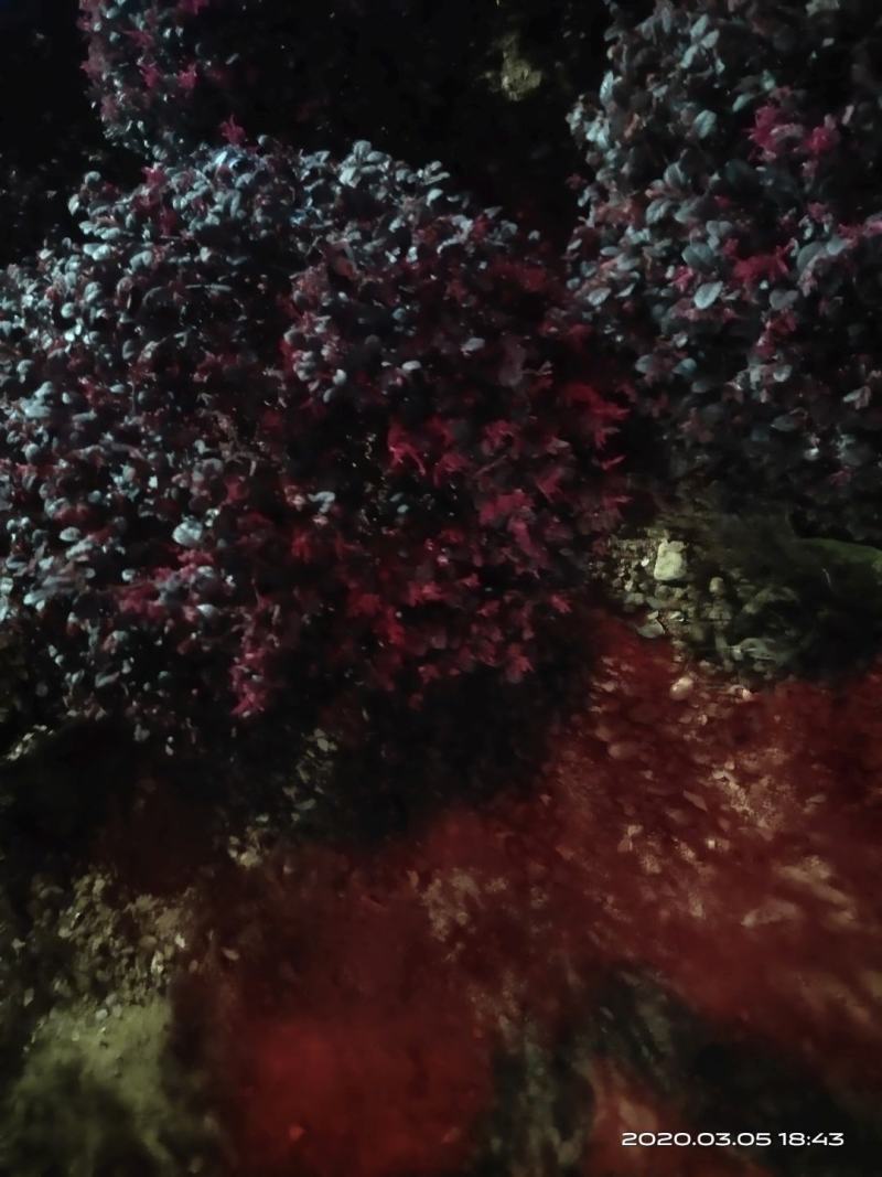 精选红叶石楠一年苗，红叶石楠树球，各种规格，质量保证