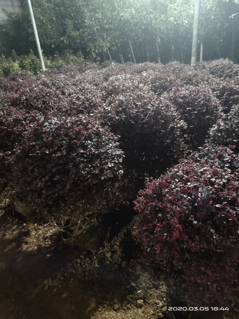 精选红叶石楠一年苗，红叶石楠树球，各种规格，质量保证