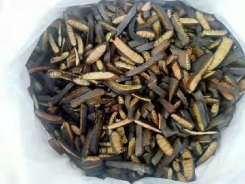 大量批发海笋海茸