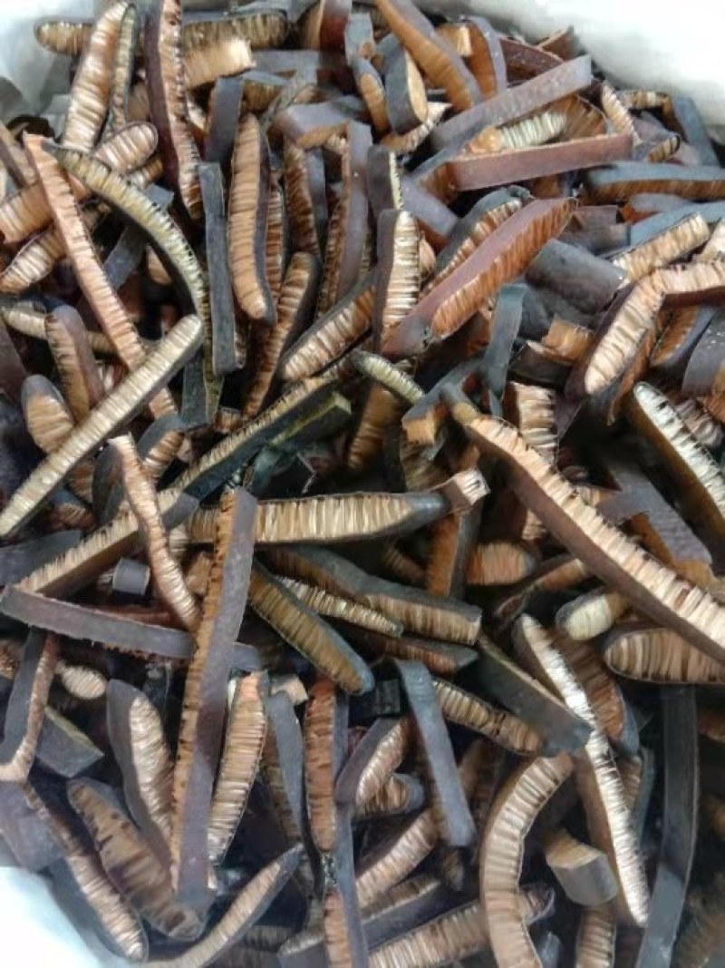 大量批发海笋海茸
