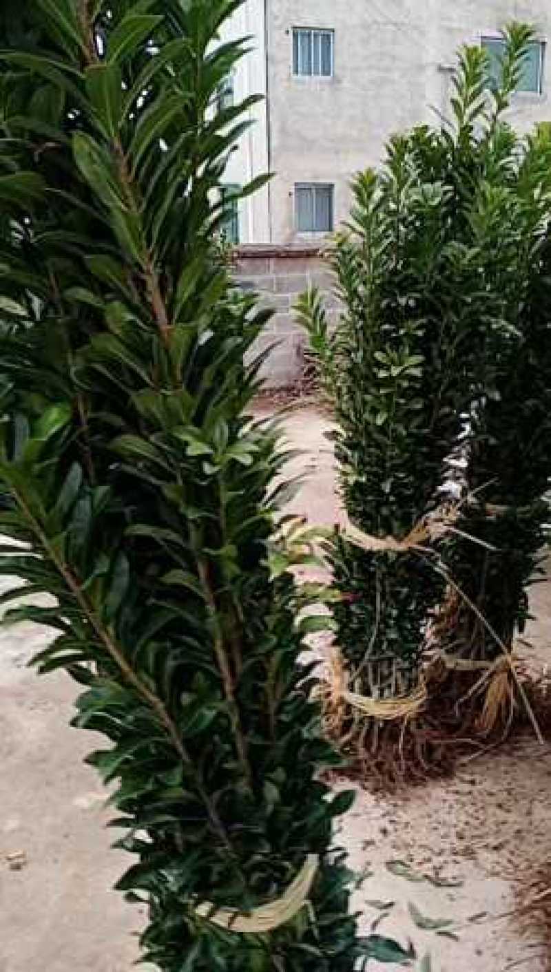 3至5公分的杨梅嫁接苗栽种二至三年可挂，农户自产自销