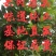 3至5公分的杨梅嫁接苗栽种二至三年可挂，农户自产自销