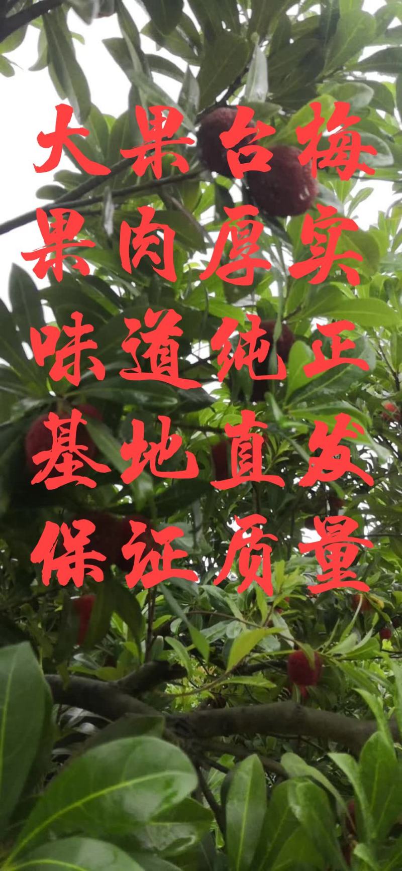 3至5公分的杨梅嫁接苗栽种二至三年可挂，农户自产自销