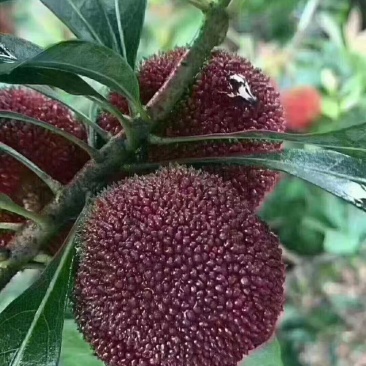 3至5公分的杨梅嫁接苗栽种二至三年可挂，农户自产自销