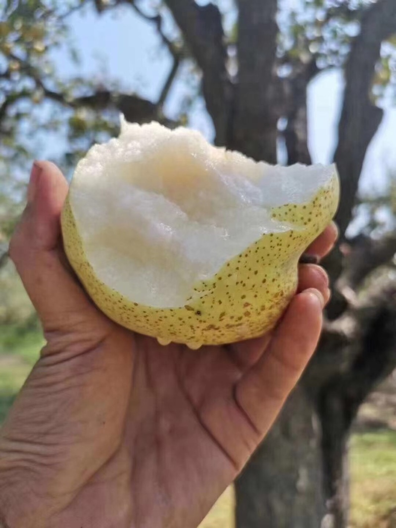 帮帮爸妈买买老家自己种植的酥梨，需要的联系