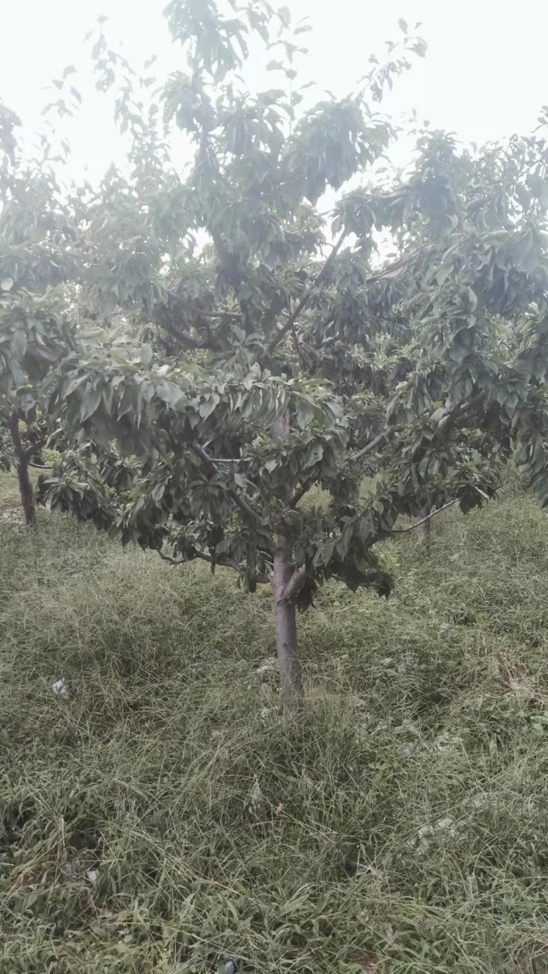 李子树3-15公分，各种品种，大量出售，质量优