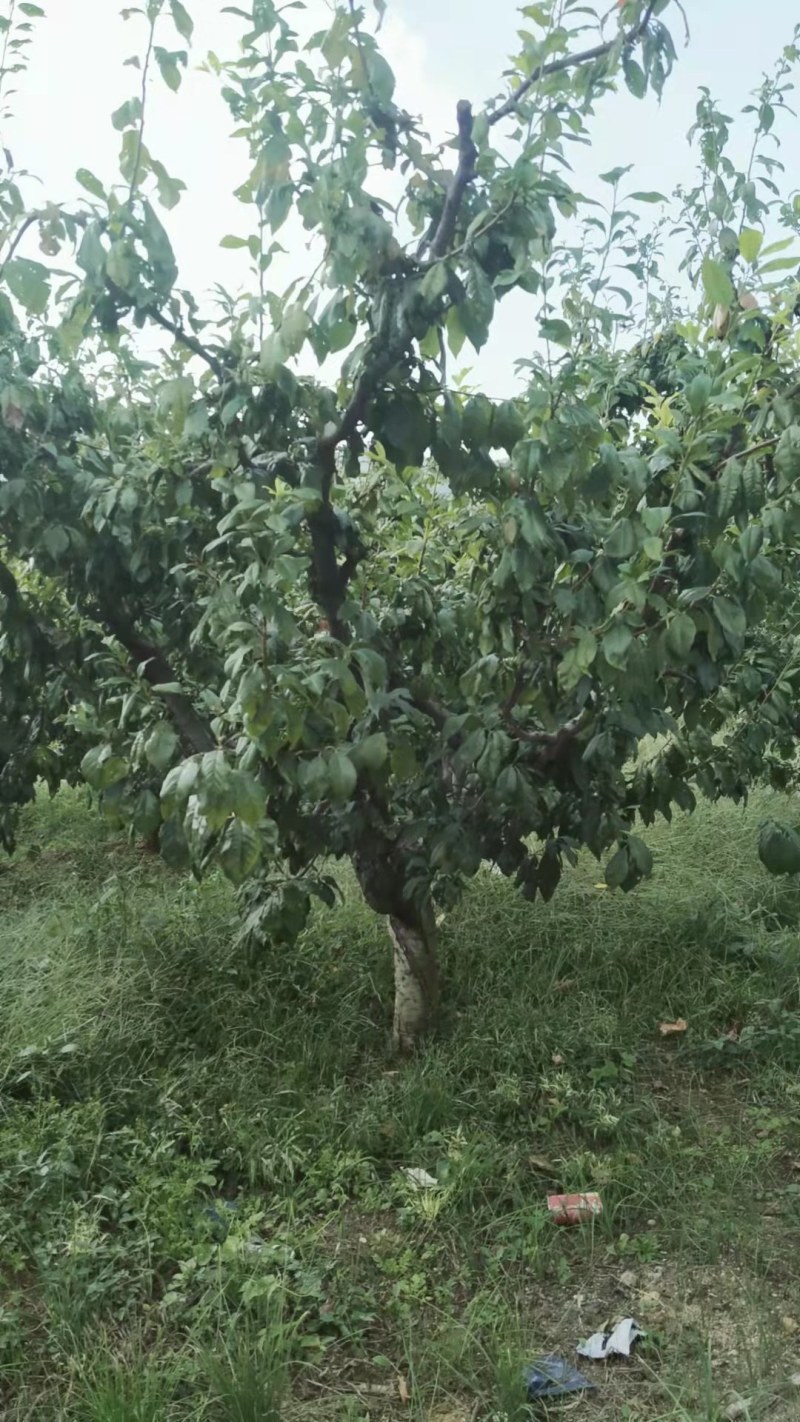 李子树3-15公分，各种品种，大量出售，质量优