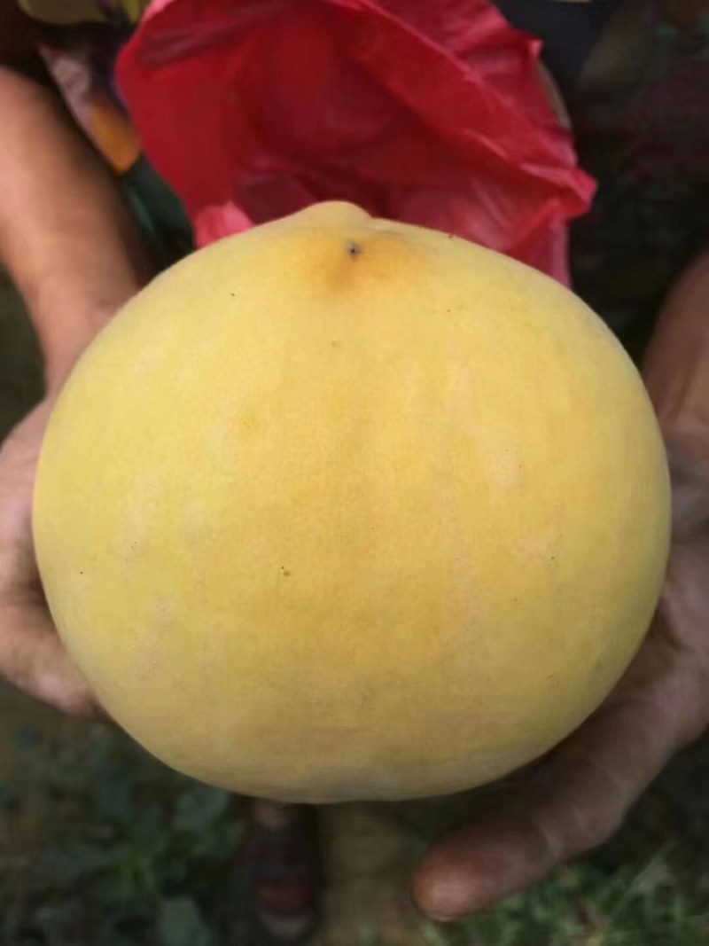 【陕西】大荔黄桃成熟，口感脆甜，颜色黄鲜亮，欢迎采购