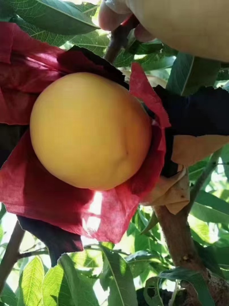 【陕西】大荔黄桃成熟，口感脆甜，颜色黄鲜亮，欢迎采购