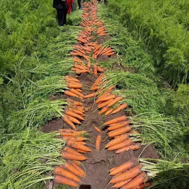 精品红萝卜，有中条大头小条，规格齐全，价格优惠