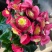 丰茂海棠6色精选盆花绿植实物实拍图