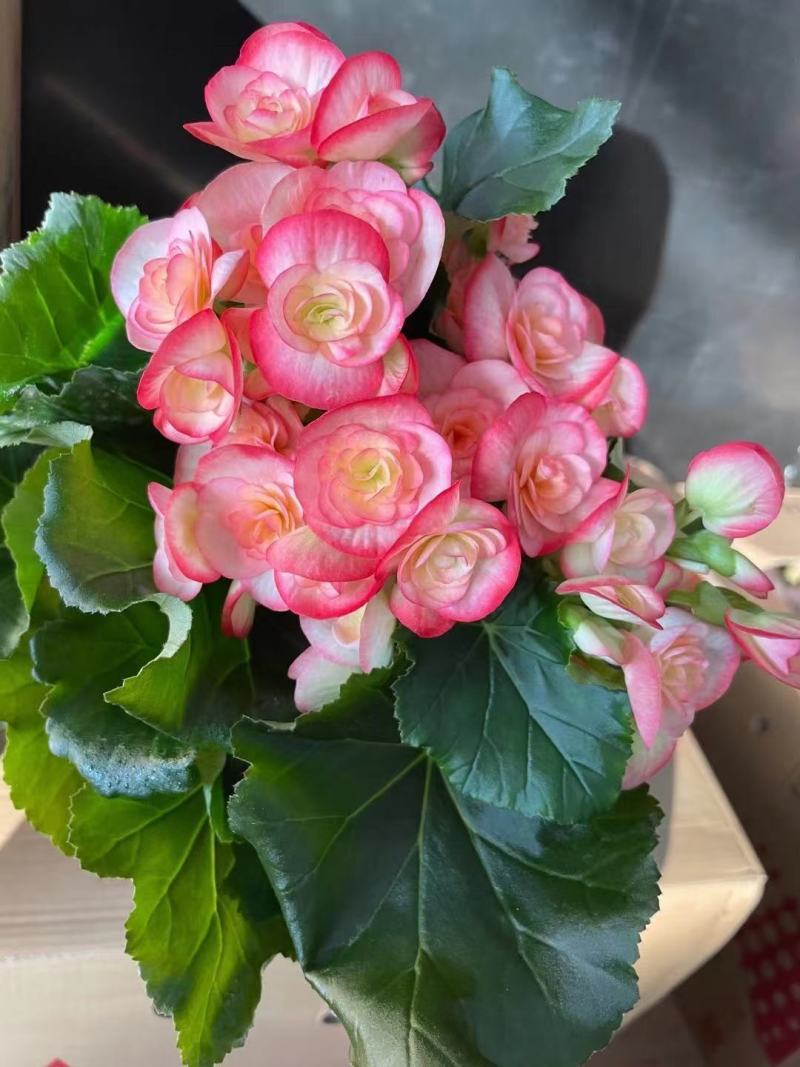 丰茂海棠6色精选盆花绿植实物实拍图