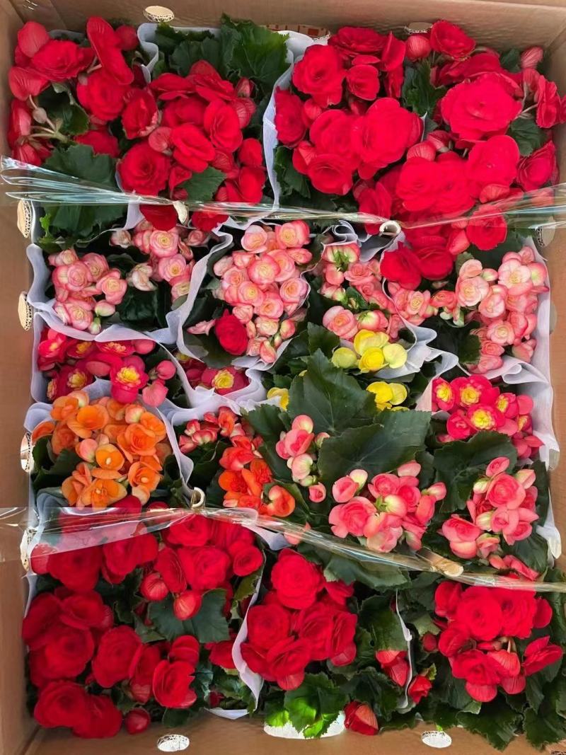 丰茂海棠6色精选盆花绿植实物实拍图