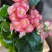 丰茂海棠6色精选盆花绿植实物实拍图