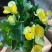 丰茂海棠6色精选盆花绿植实物实拍图