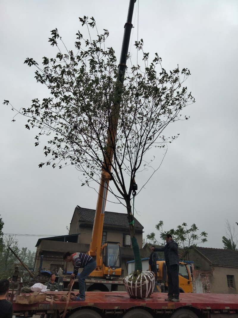 构树15-20公分，南京货源，质量保证，南京乡土树种